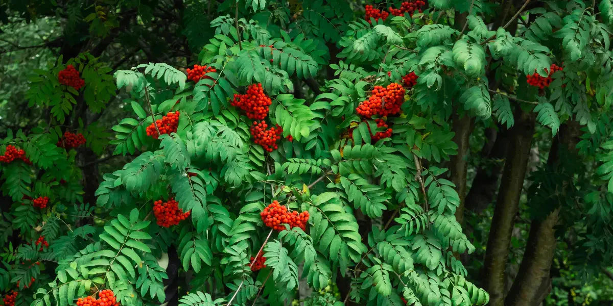 Les bienfaits du sorbier pour le corps