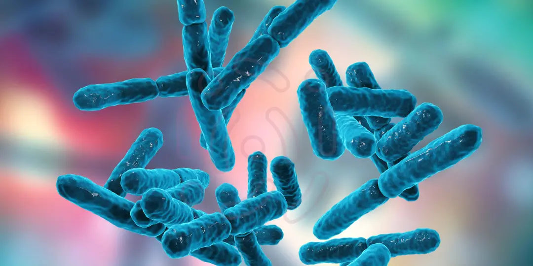 Symbiotiques : Rééquilibrez votre flore intestinale avec les prébiotiques et probiotiques