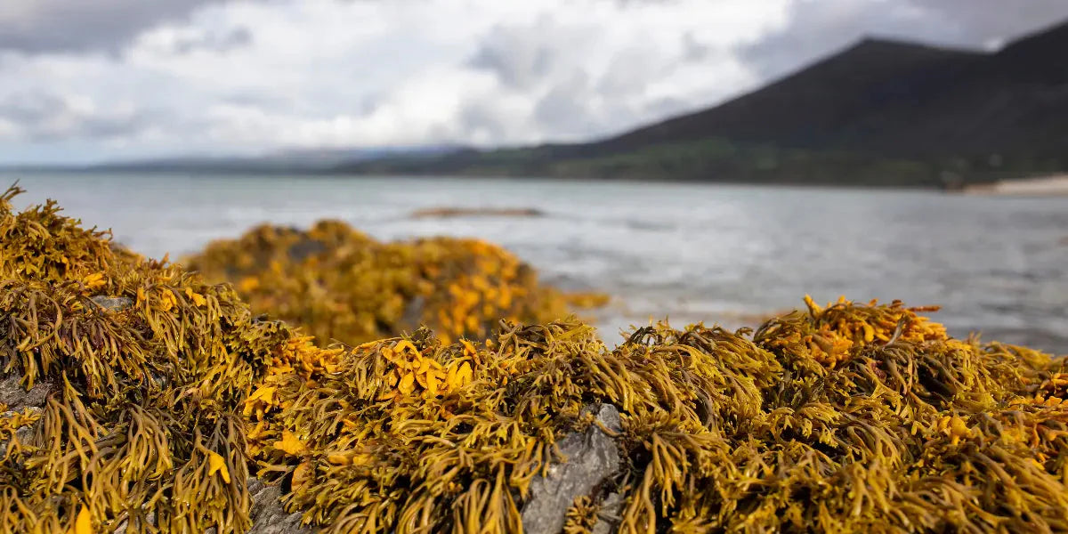 Les bienfaits du fucus thalle sur le corps humain
