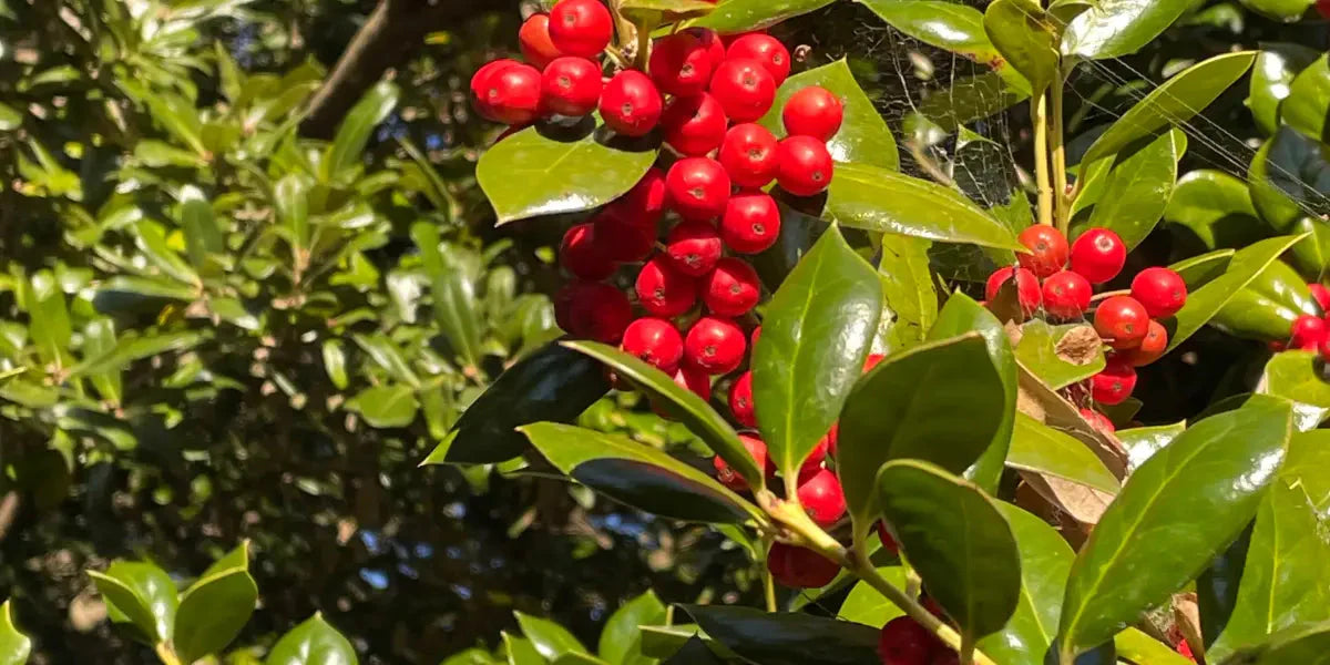 Qu'est ce que l'aubépine ?