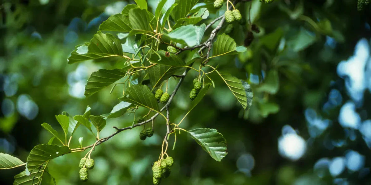 Les bienfaits de l'aulne