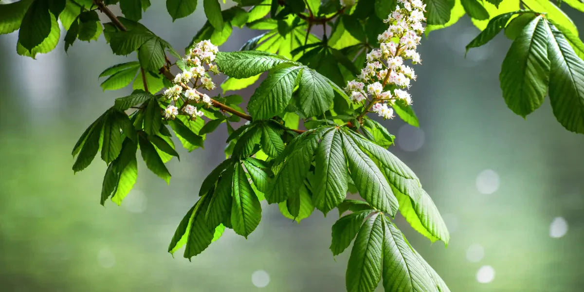 Explorez les bienfaits du châtaigner