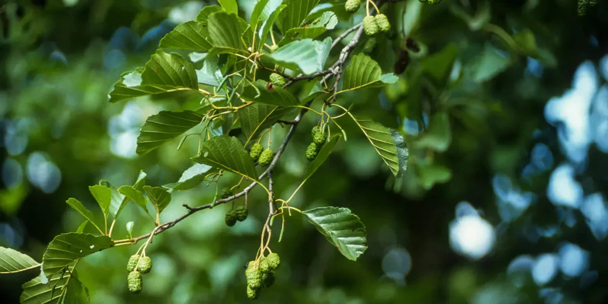 Les bienfaits l'aulne sur le corps humain