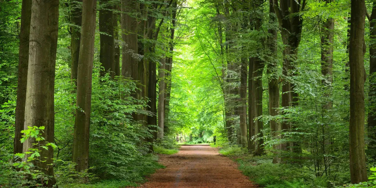 L'impact des espaces verts sur la santé mentale