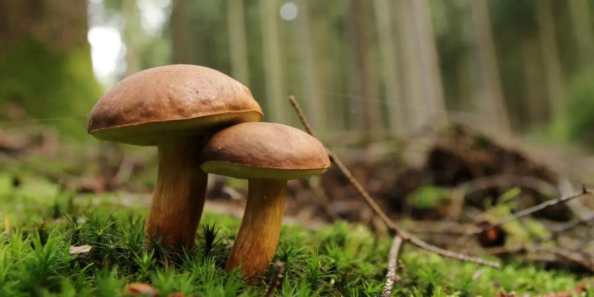 Qu’est-ce qu’un champignon adaptogène ?