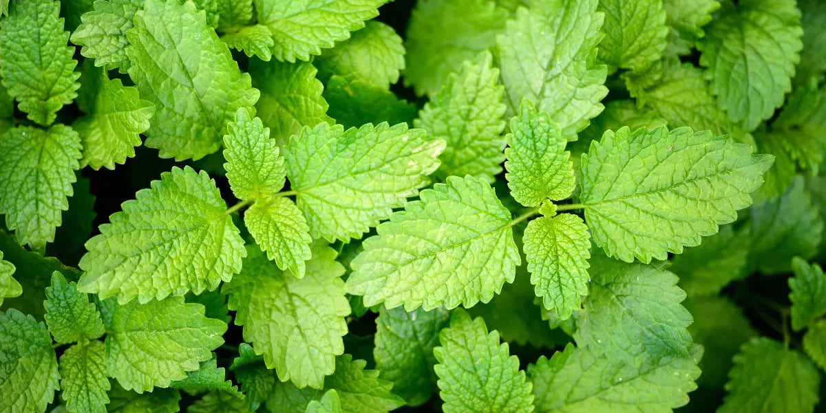 Les vertus insoupçonnées de l’ortie piquante pour la santé