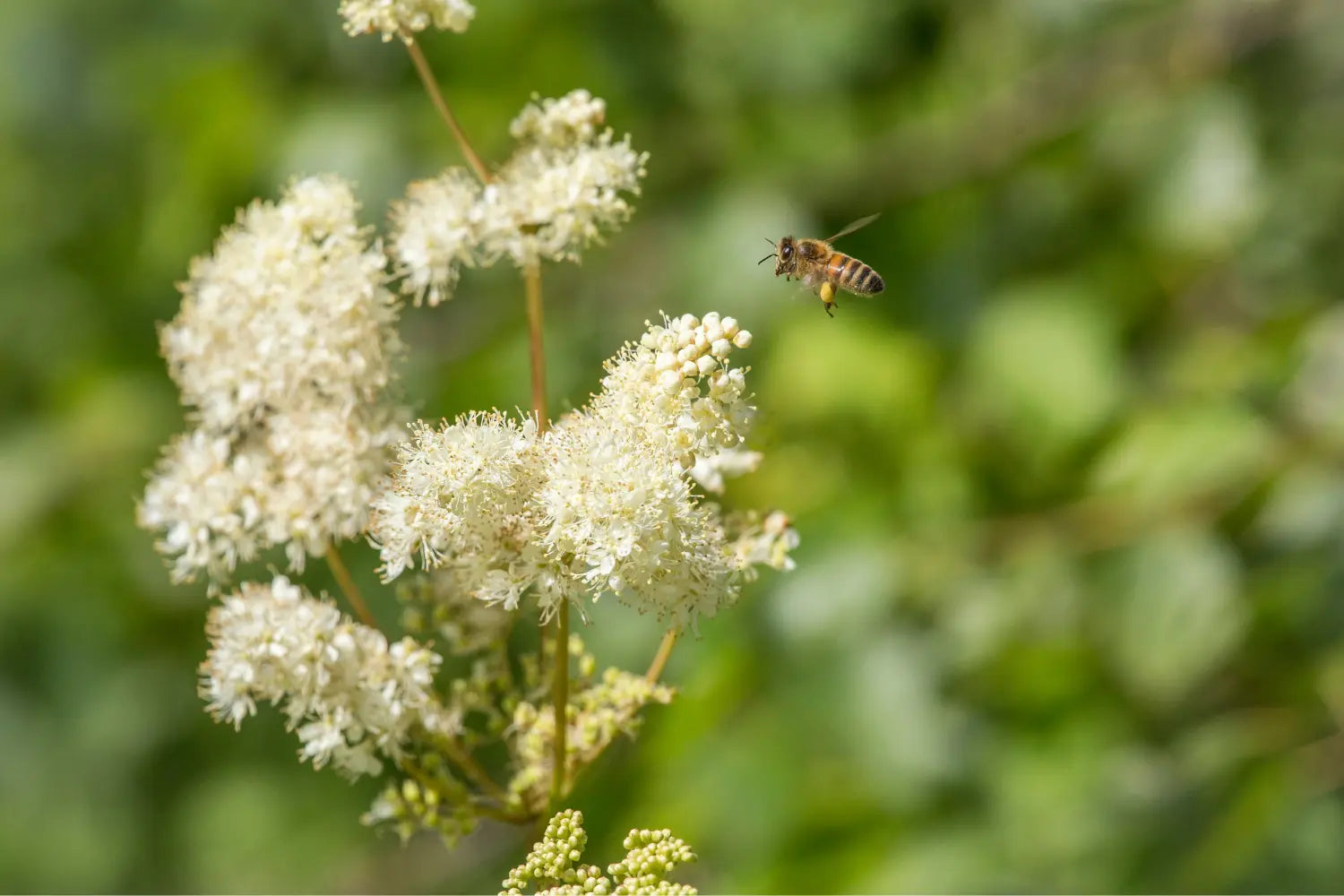 La Reine des Prés : Propriétés et Bienfaits pour la Santé