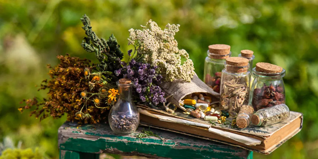 5 plantes pour renforcer naturellement votre immunité