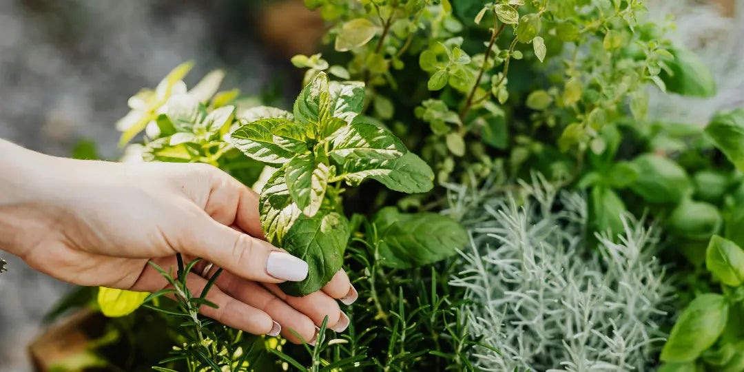 Les plantes médicinales dans les jardins permaculturels : alliées de notre santé