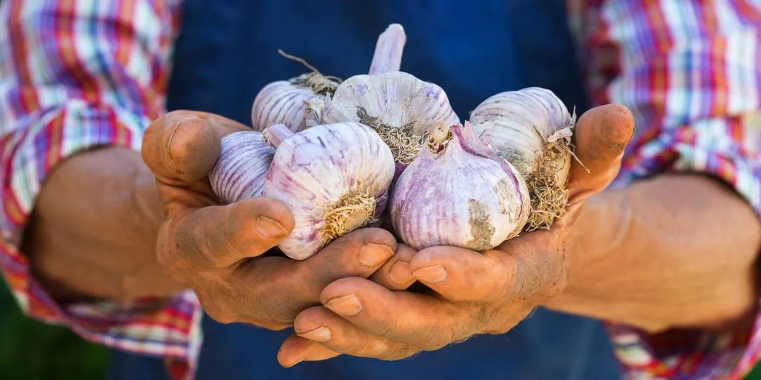 Les bienfaits de l'ail pour le système immunitaire