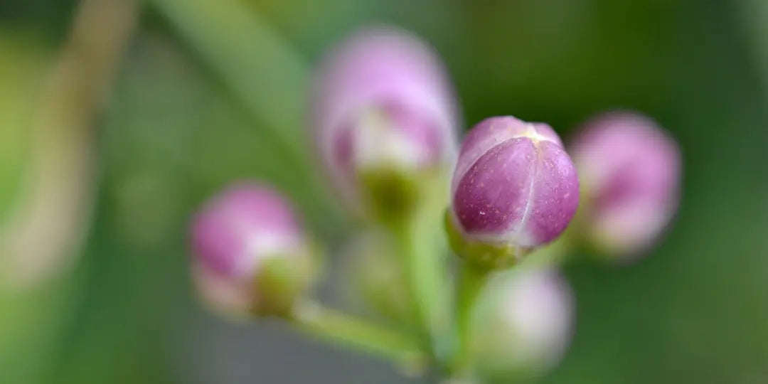 Gemmothérapie : les bourgeons aux multiples bienfaits