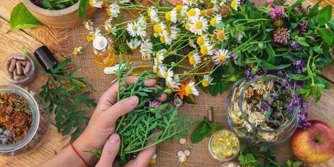 Les plantes médicinales en naturopathie : quels sont leurs bienfaits ?