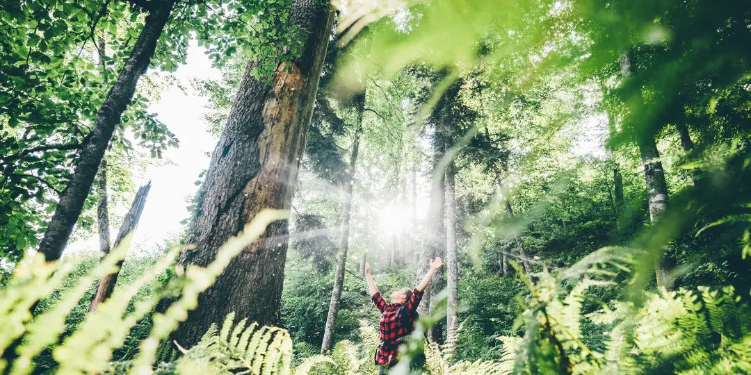 Bain de forêt : Bienfaits et conseils pour bien débuter