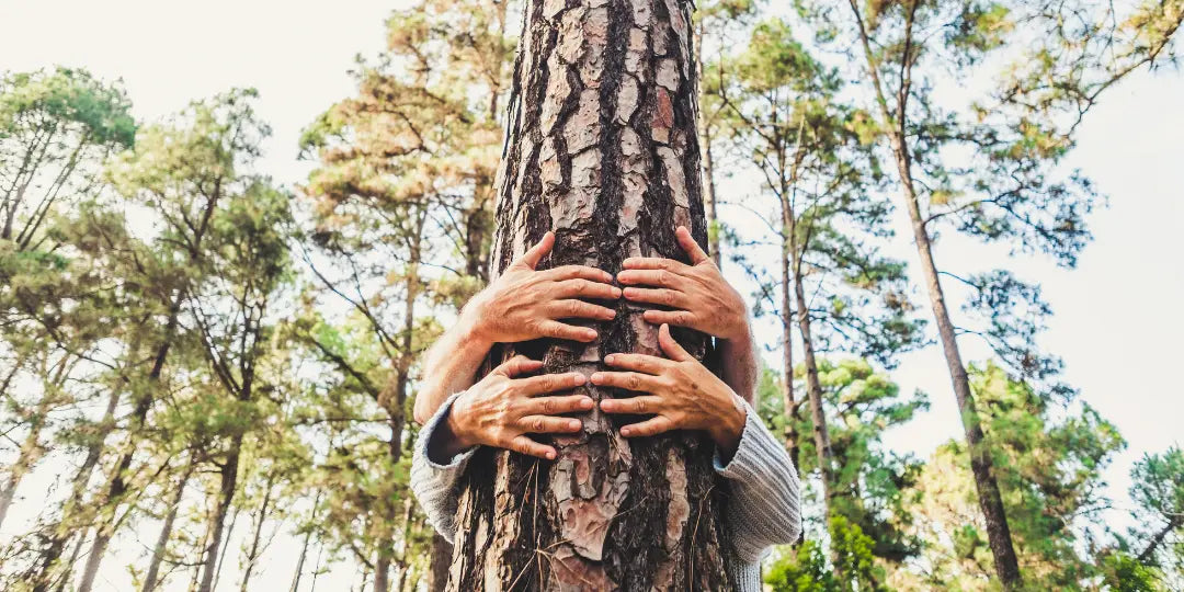Sylvothérapie : Plongez dans la forêt pour renouer avec votre nature intérieure
