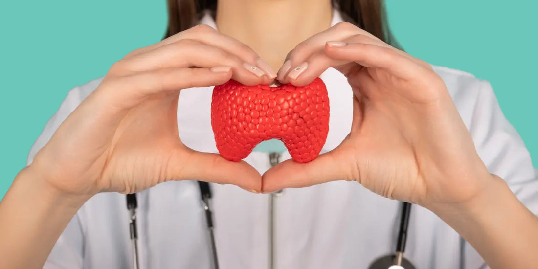 Comprendre le Rôle et le Fonctionnement de la Thyroïde
