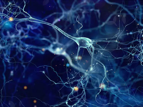 Illustration montrant le fonctionnement et les connections des neurones