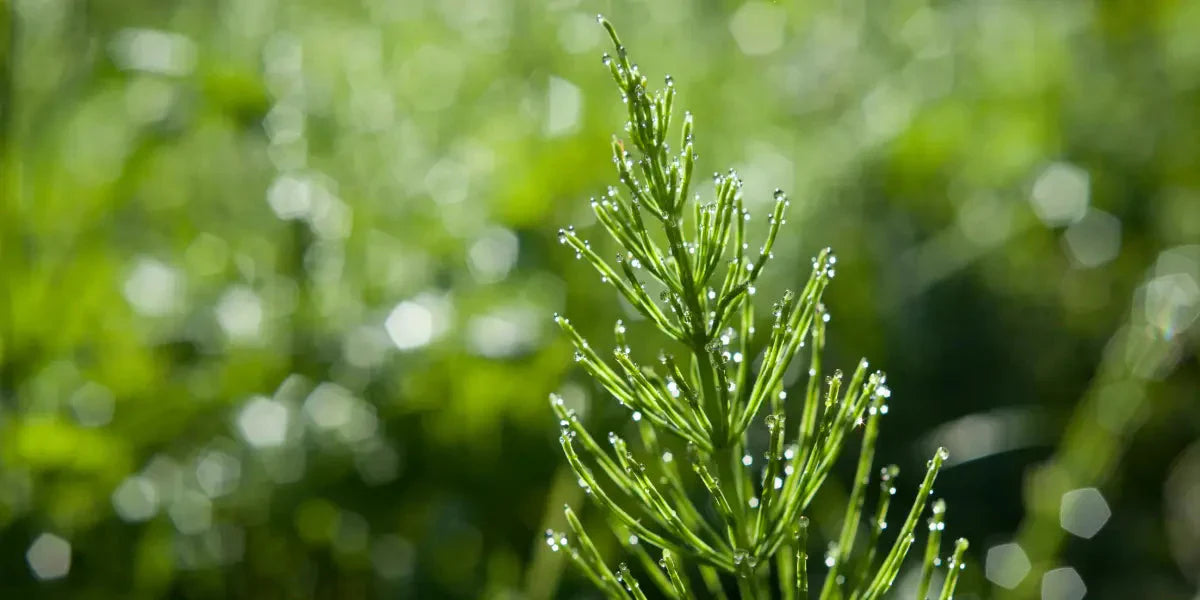 La prêle des champs  un remède naturel pour les problèmes osseux