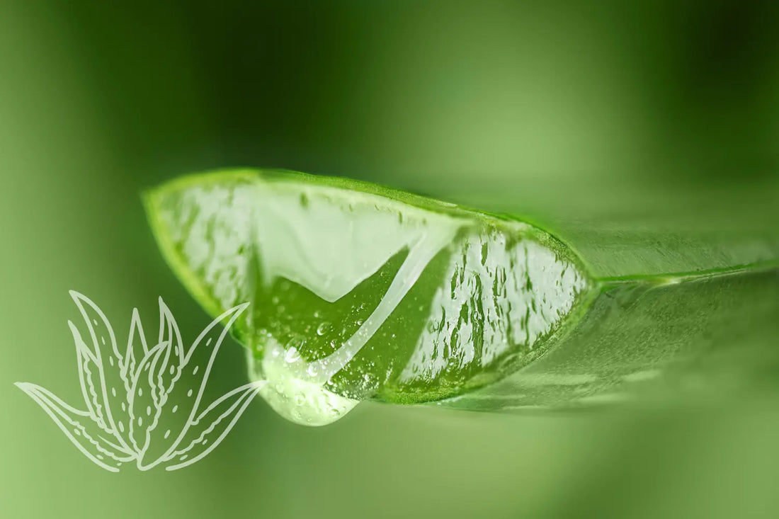 Les Bienfaits de l'Aloe Vera