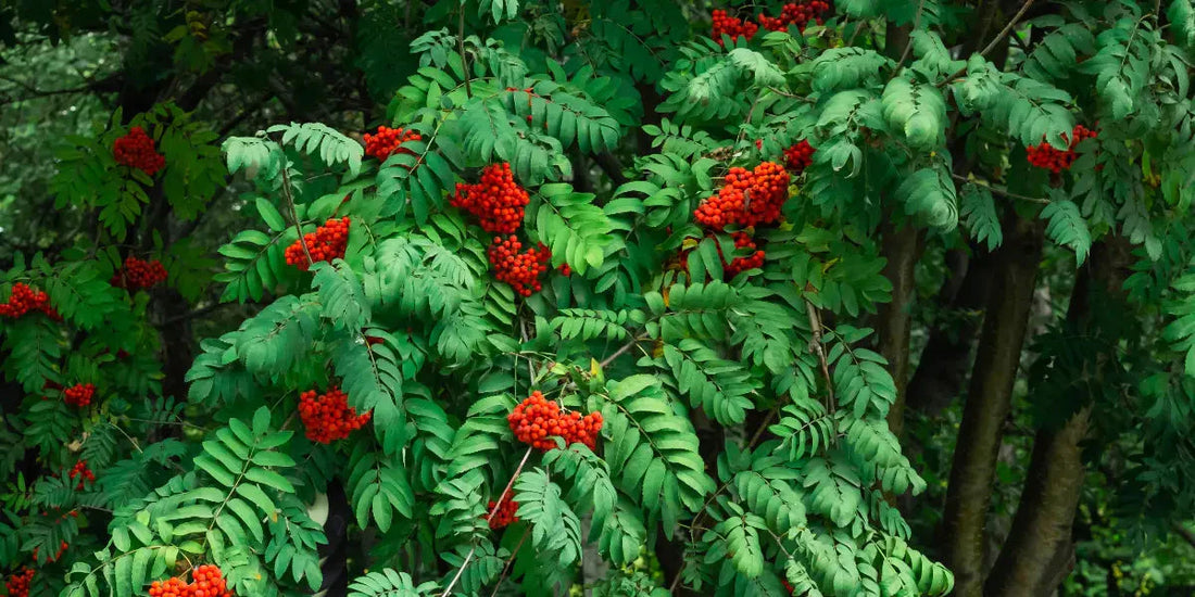 Les bienfaits du sorbier pour le corps
