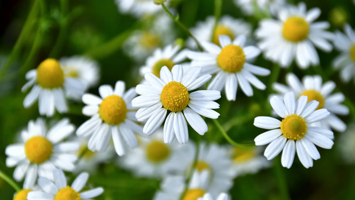Secrets de la camomille dans le traitement des troubles digestifs