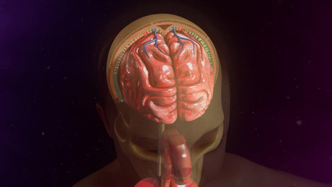 Anatomie des méninges, l'enveloppe du cerveau
