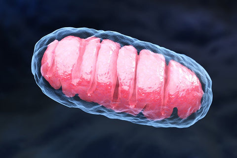 Le dysfonctionnement mitochondrial impliqué dans les migraines