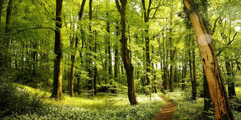 Pourquoi les bains de forêt sont bons pour la santé