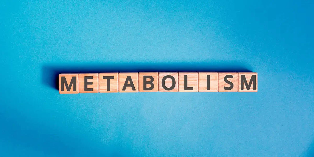 Comprendre votre métabolisme