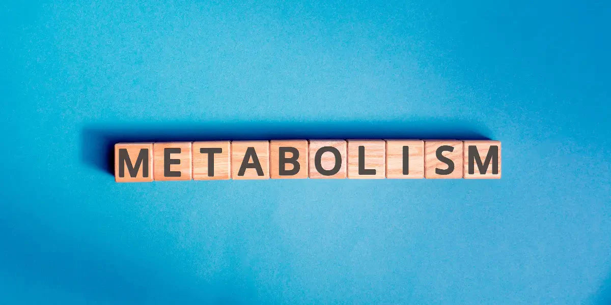 Comprendre votre métabolisme