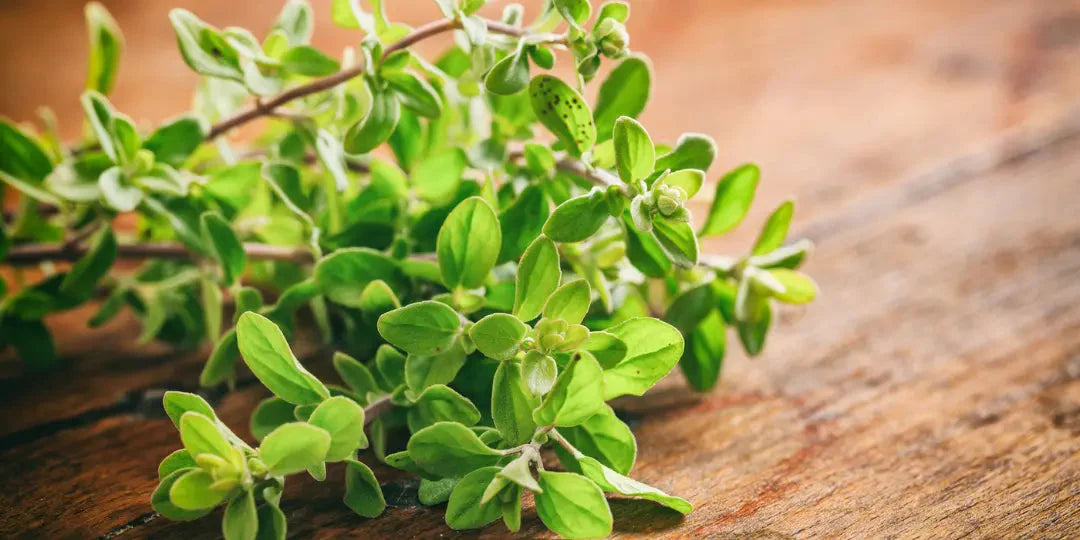 Les bienfaits de l’origan