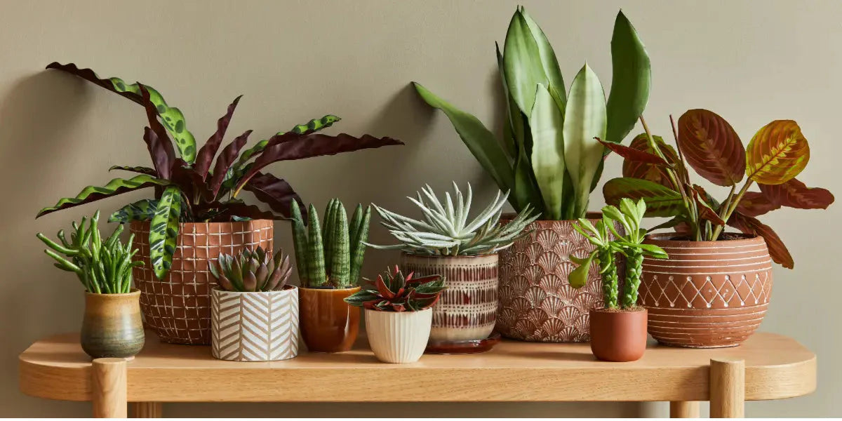 Les plantes d’intérieur pour purifier l’air et améliorer notre bien-être