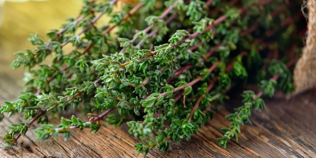 Les bienfaits du thym