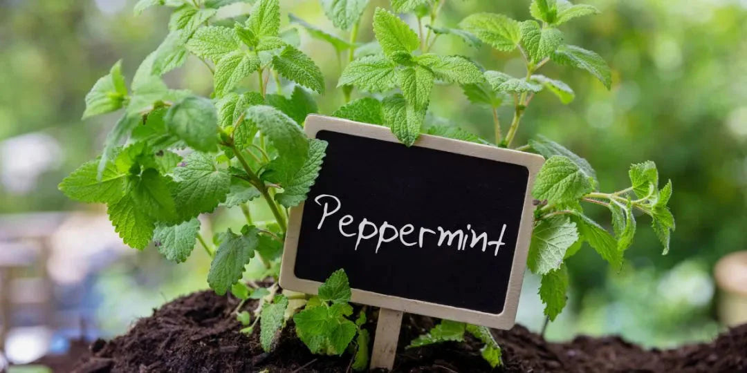 La menthe poivrée et ses bienfaits
