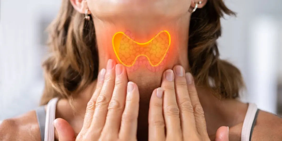 Comment fonctionne la thyroïde