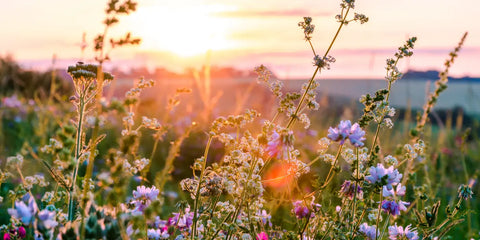 Merveilles cachées des fleurs sauvages: propriétés médicinales et bienfaits pour la santé