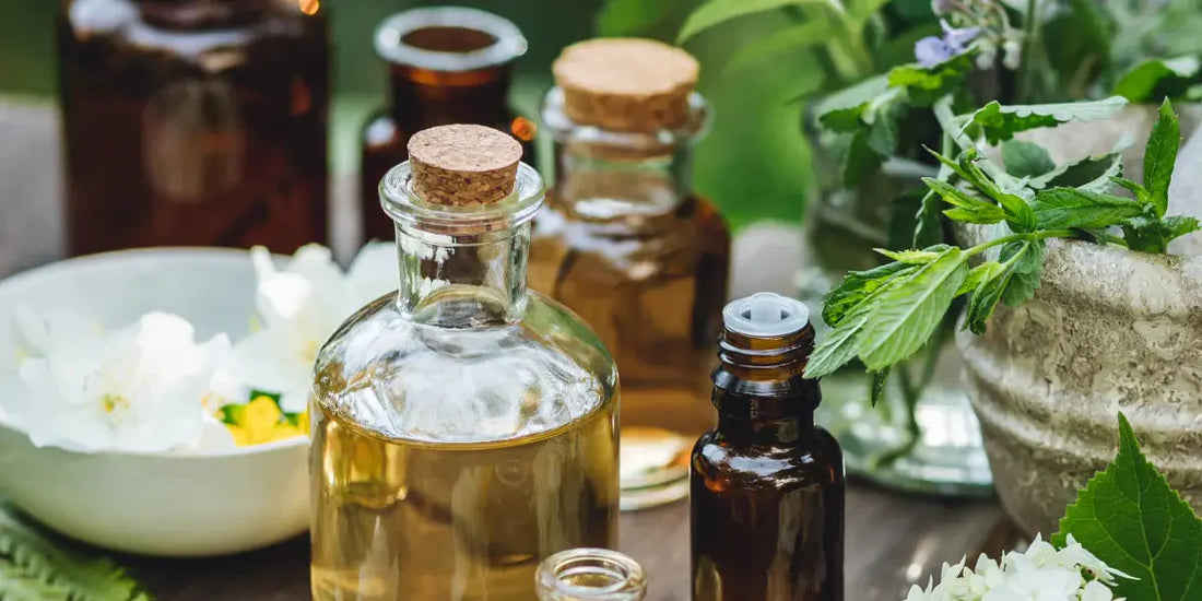 Les plantes aromatiques au fil des âges