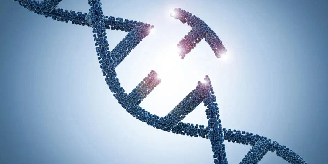 Gènes et reprise de graisse abdominale après perte de poids