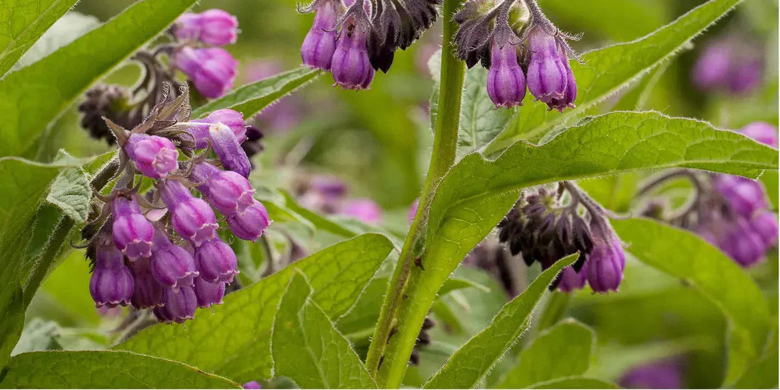 Bienfaits de la grande consoude pour la santé et la douleur