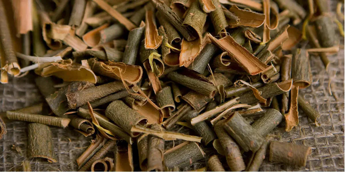 Écorce de saule blanc : bienfaits, usage et vertus naturelles