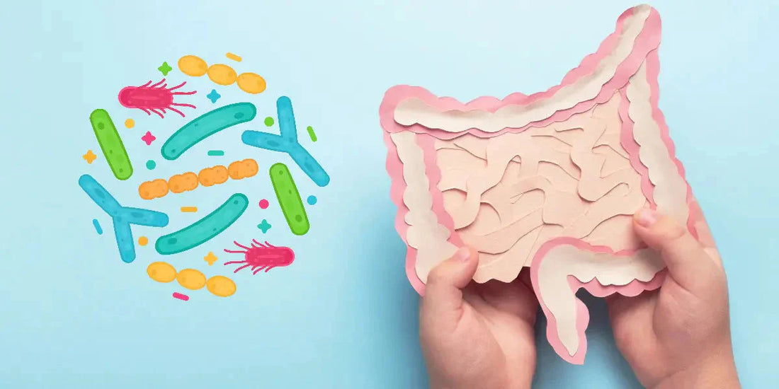 Microbiome intestinal : clé de la santé et du bien-être