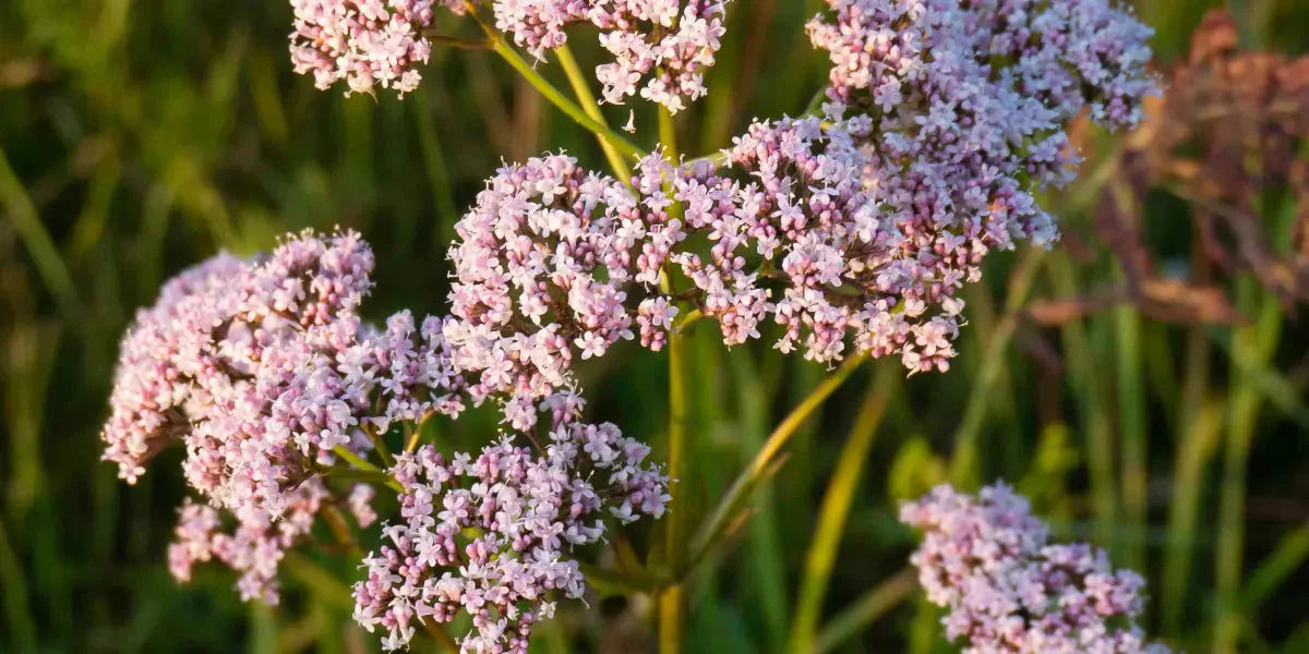Valériane : un remède naturel contre l'insomnie et le stress