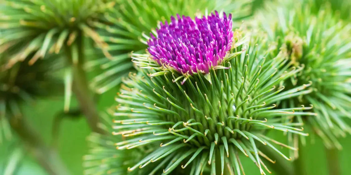 Bardane bio : Le secret naturel pour une peau éclatante