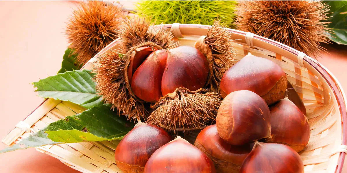 Les vertus santé du marron d’Inde : Circulation et bien-être