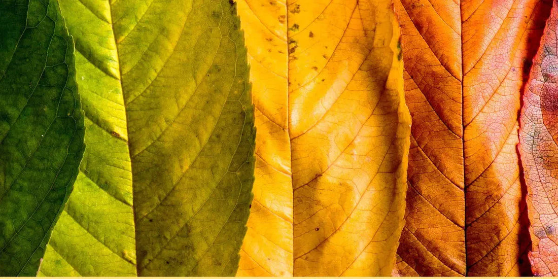 Effets du changement de saison sur le corps et la santé