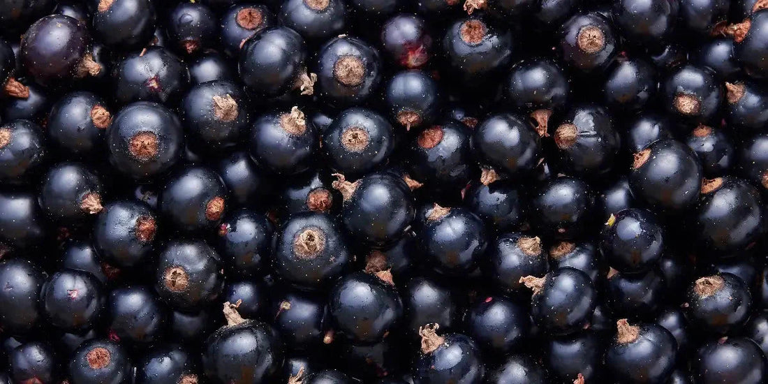 Cassis : Bienfaits Santé, Antioxydants et Gestion du Stress