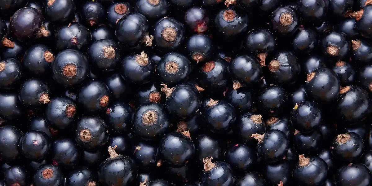 Cassis : Bienfaits Santé, Antioxydants et Gestion du Stress