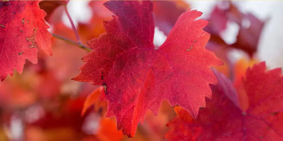 Vigne rouge : bienfaits pour la circulation et jambes légères