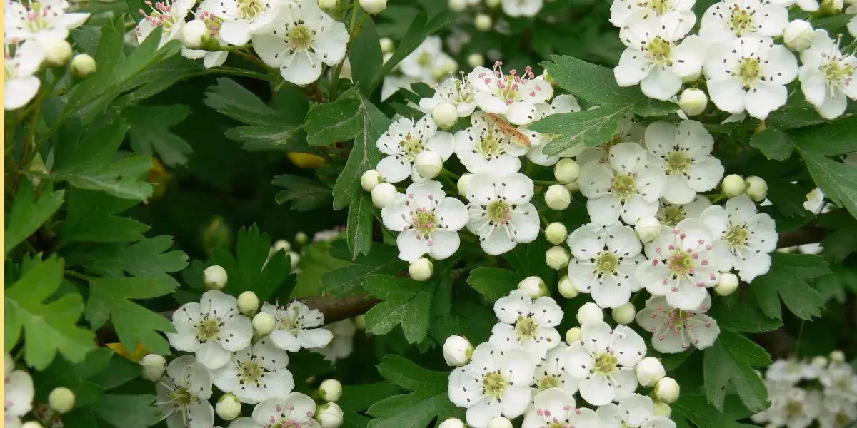 Aubépine : alliée pour un cœur en santé et un esprit apaisé