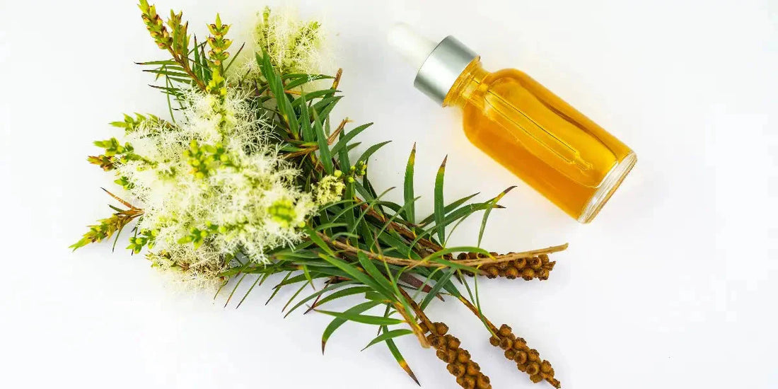Arbre à thé : ses bienfaits pour la santé et la peau