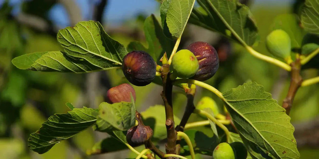 Les incroyables bienfaits santé du figuier
